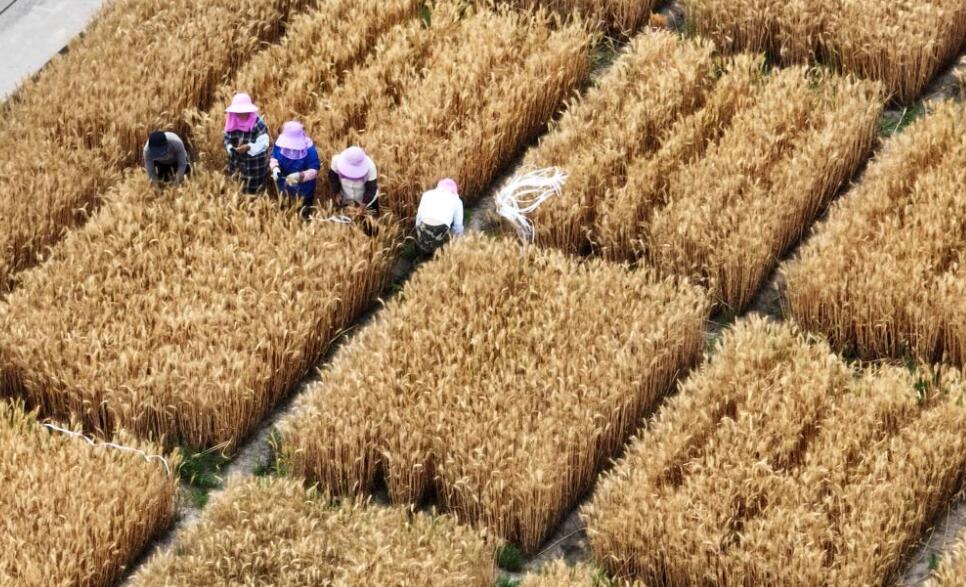 Китай готовится к сельскохозяйственным работам в начале лета