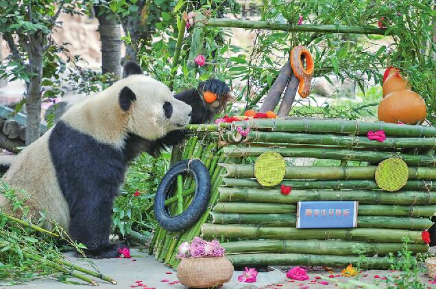 萌翻了！来瞧大熊猫雅吉的生日趴