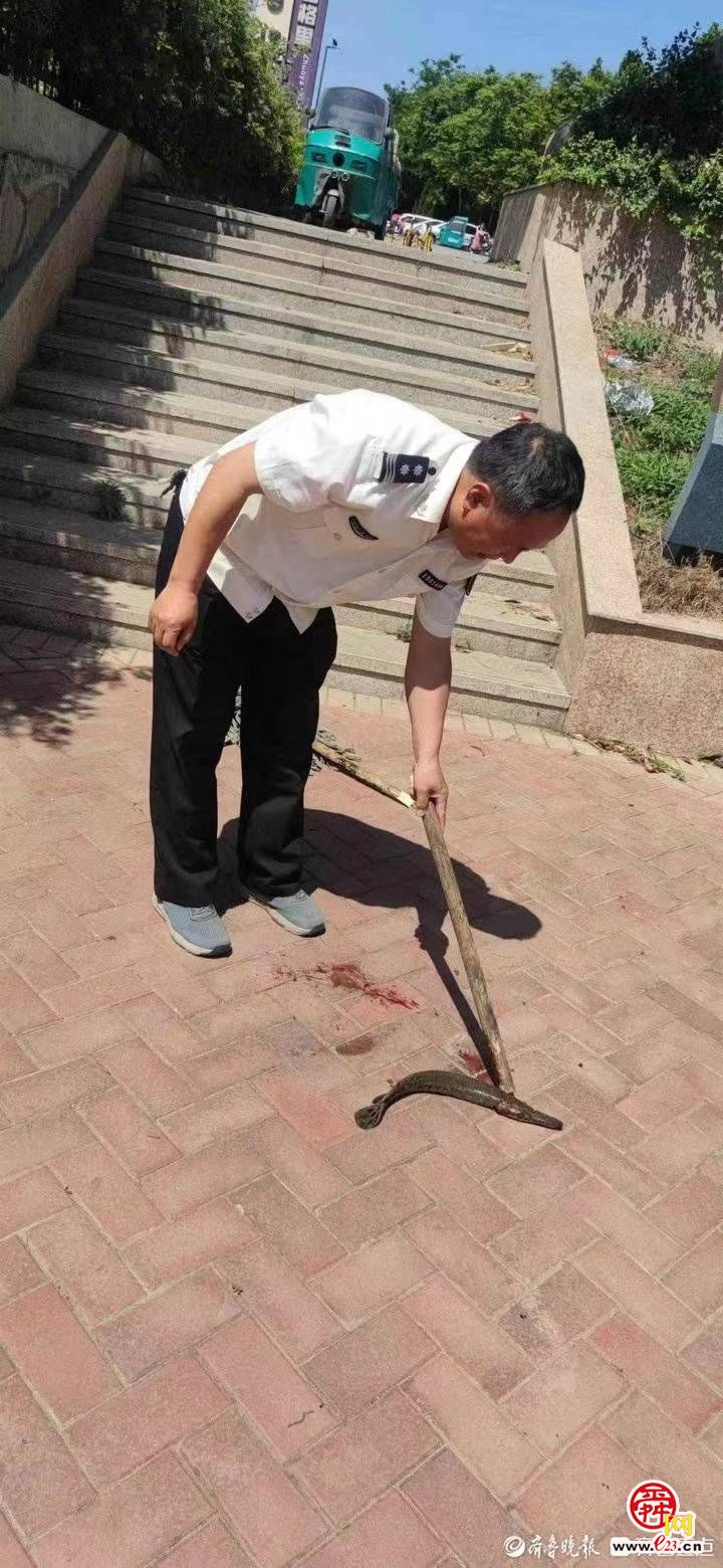 体长45厘米!济南水域首次发现鳄雀鳝,已捕杀并无害化处理