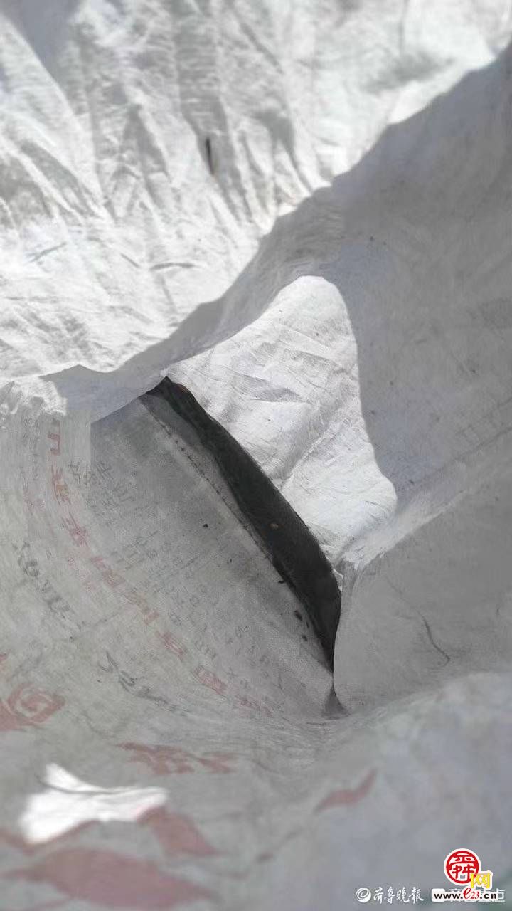 体长45厘米!济南水域首次发现鳄雀鳝,已捕杀并无害化处理