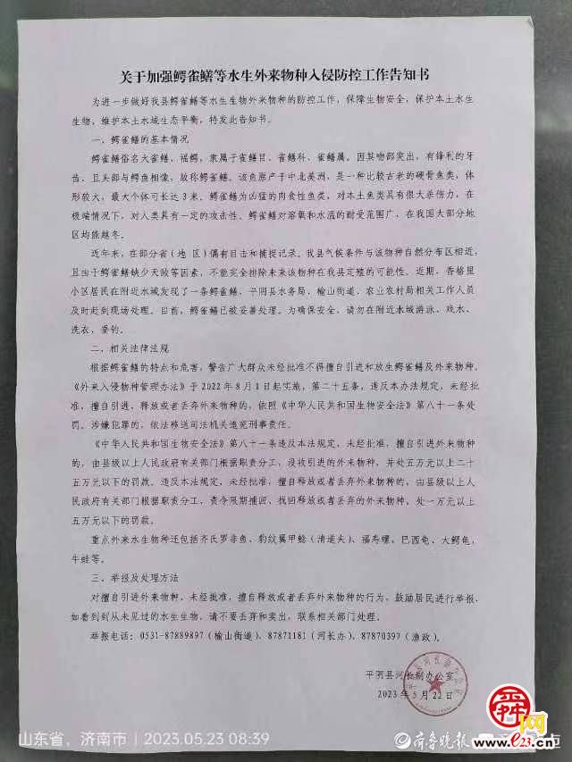 体长45厘米!济南水域首次发现鳄雀鳝,已捕杀并无害化处理