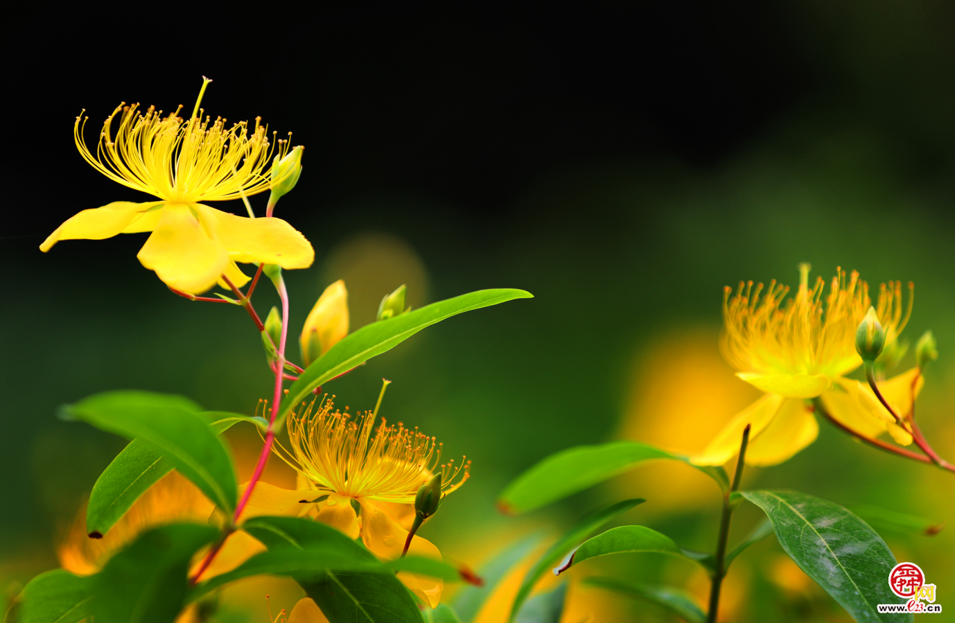 济南泉城公园金丝桃花盛开