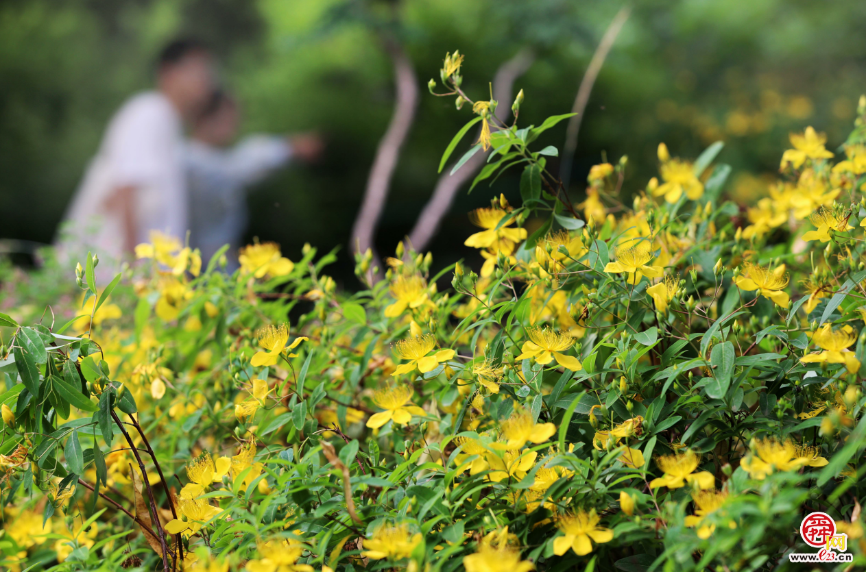 济南泉城公园金丝桃花盛开