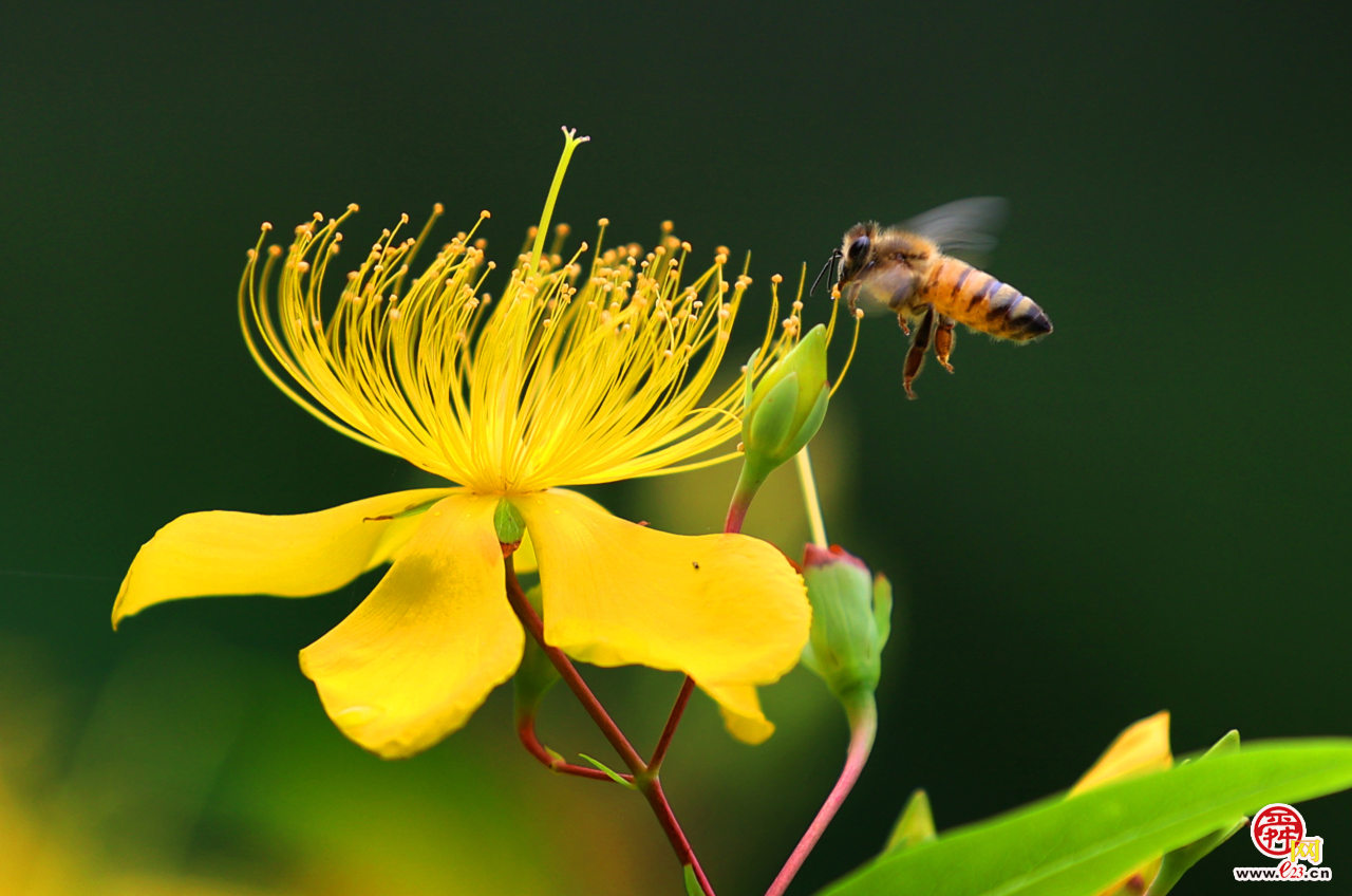 济南泉城公园金丝桃花盛开