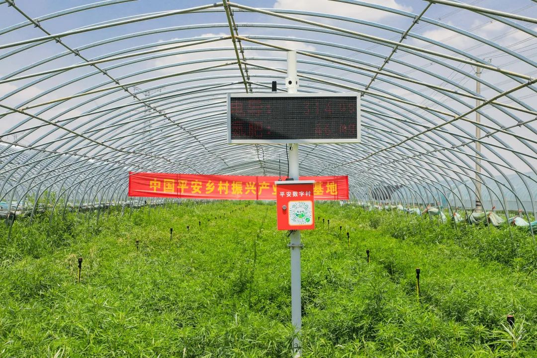 与希望同行  平安35岁生日前，马明哲来到牵挂的新校园
