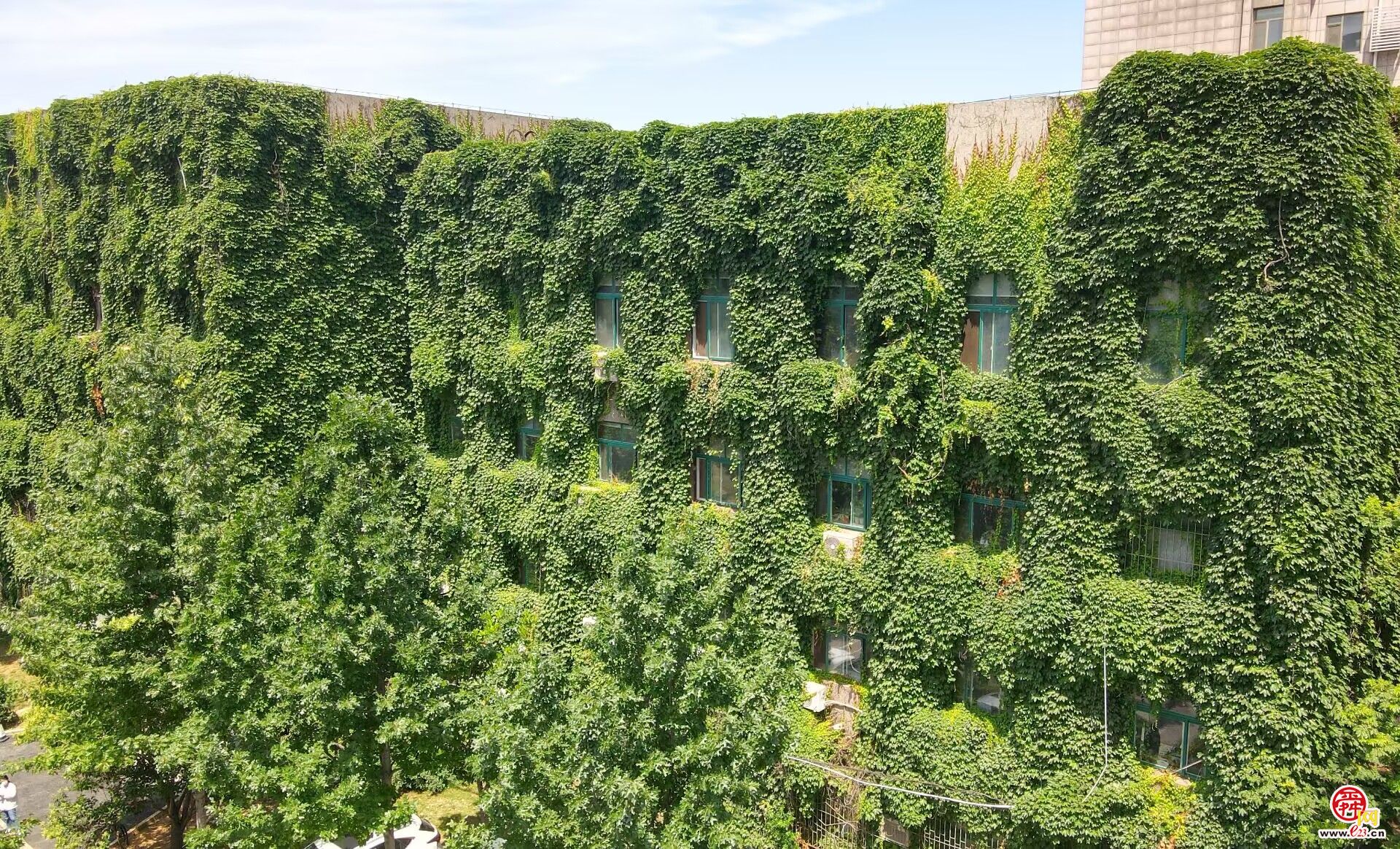 济南这里有座“绿色城堡”，夏季清凉又环保