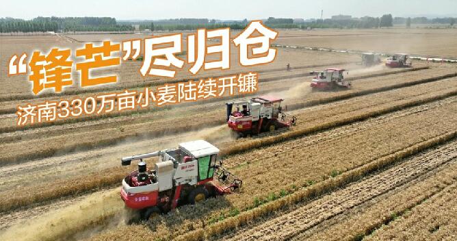 济南330万亩小麦陆续开镰，机收率达98.5%