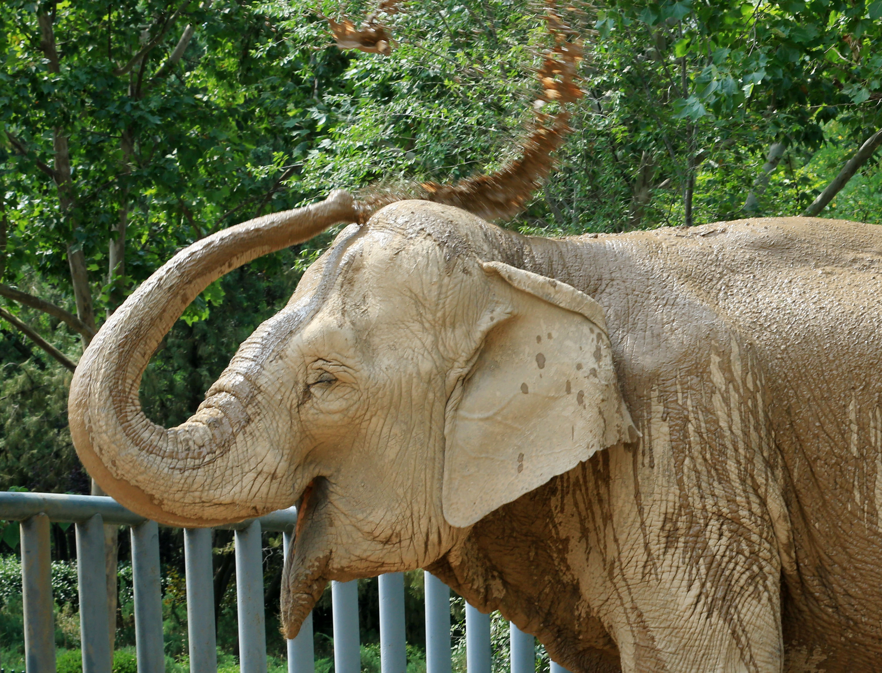 生境还原 增添乐趣！济南动物园亚洲象笼舍重装升级“象”模“象”样