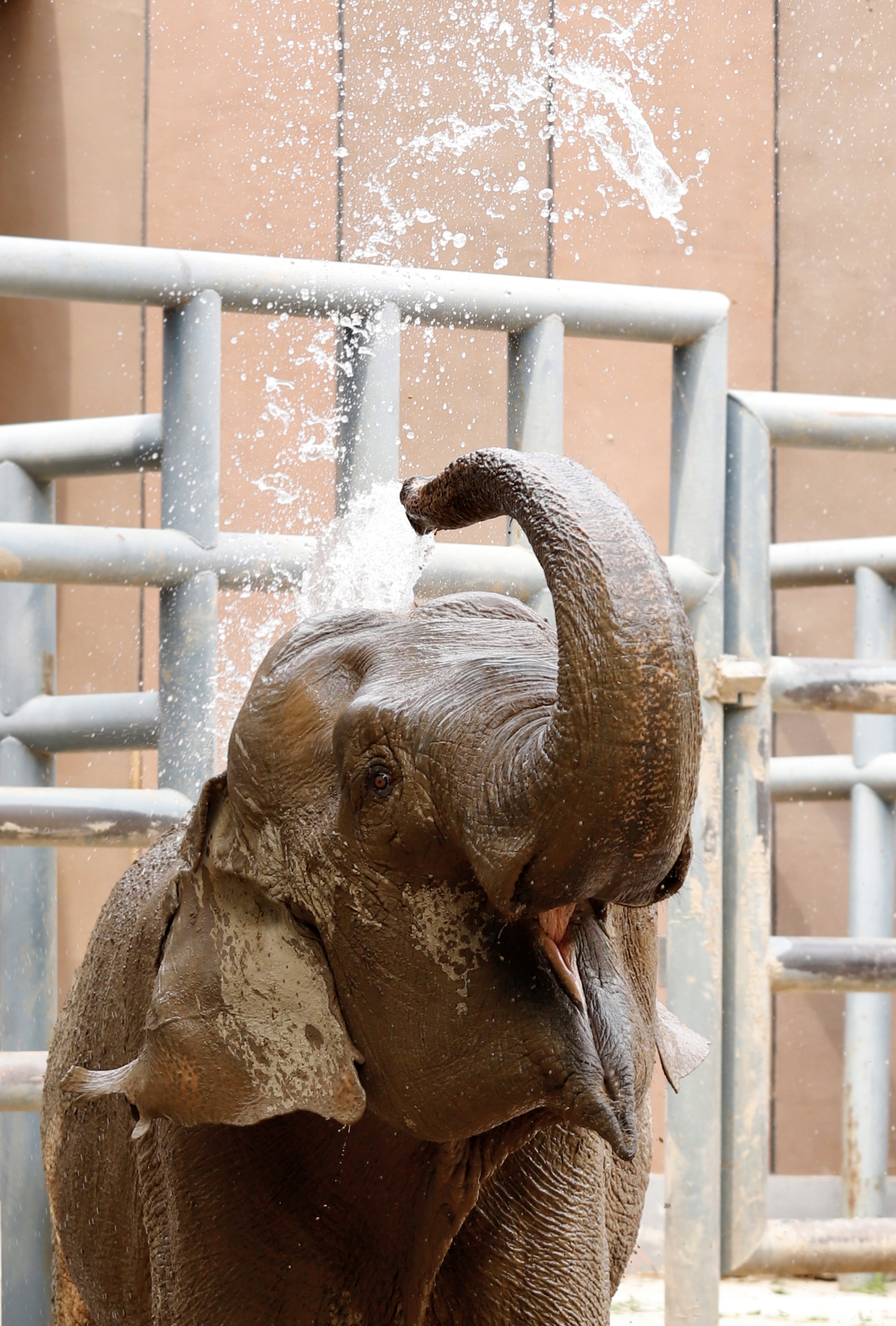 生境还原 增添乐趣！济南动物园亚洲象笼舍重装升级“象”模“象”样