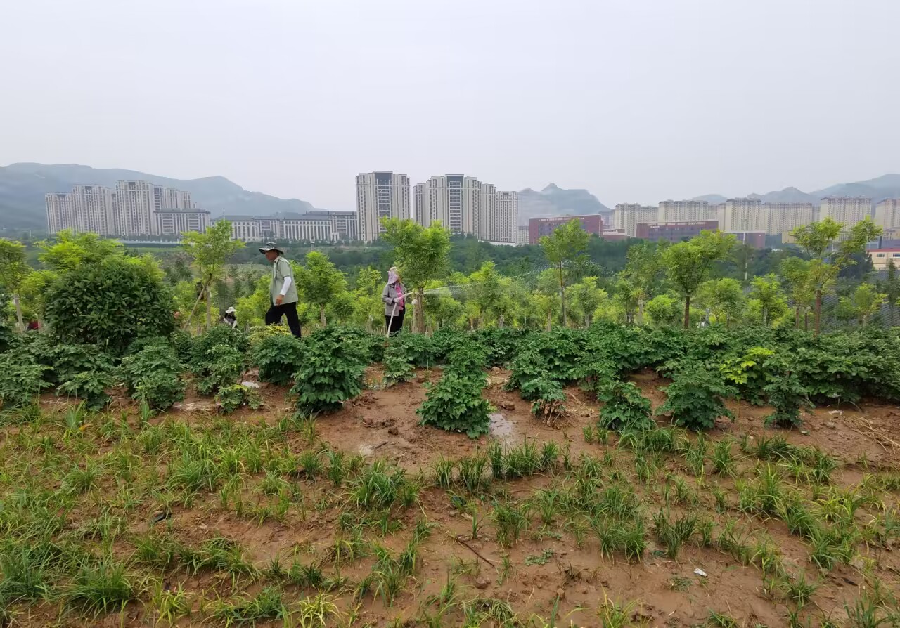 济南兴隆公园即将完工,最新实景图来了