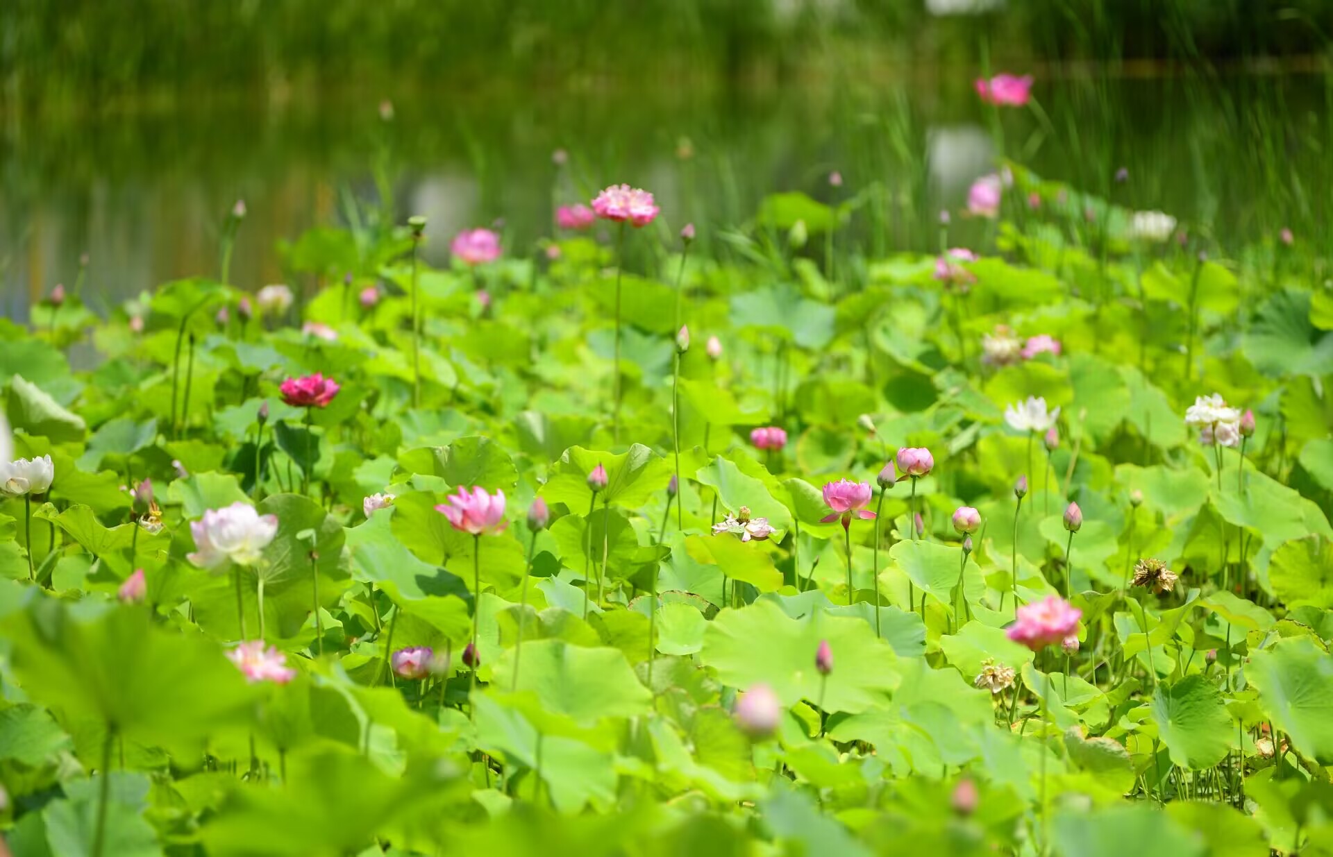 济南CBD荷花渐次绽放，成夏日“五指山”下靓丽景观