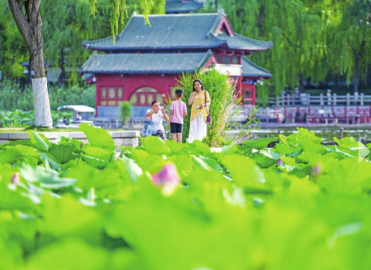  New Lotus Flowers in Daming Lake Stand Tall and Gracefully 　