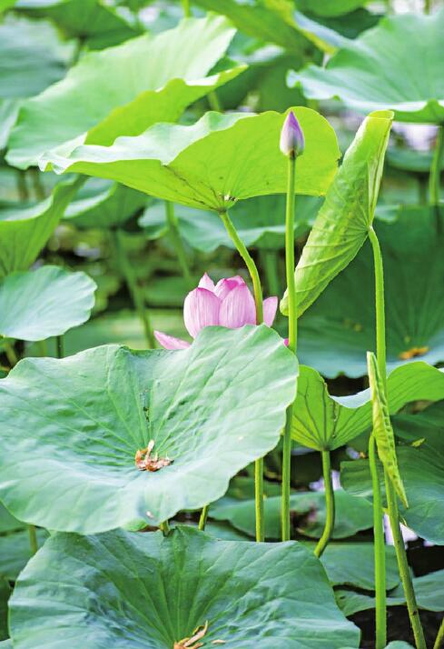 大明湖新荷亭亭玉立