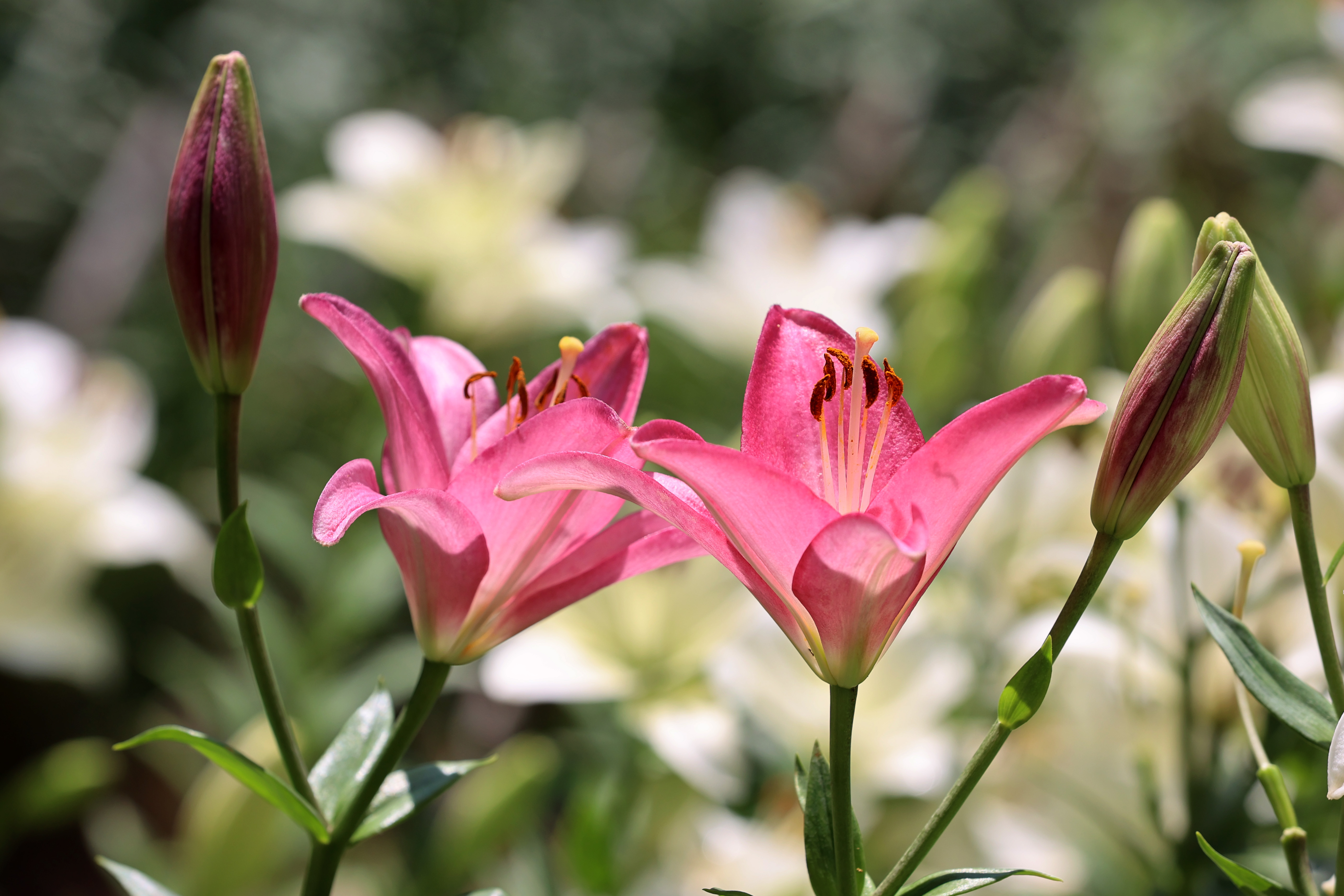 鸟禽鸣唱 山清水秀！济南红叶谷里乐度夏日时光