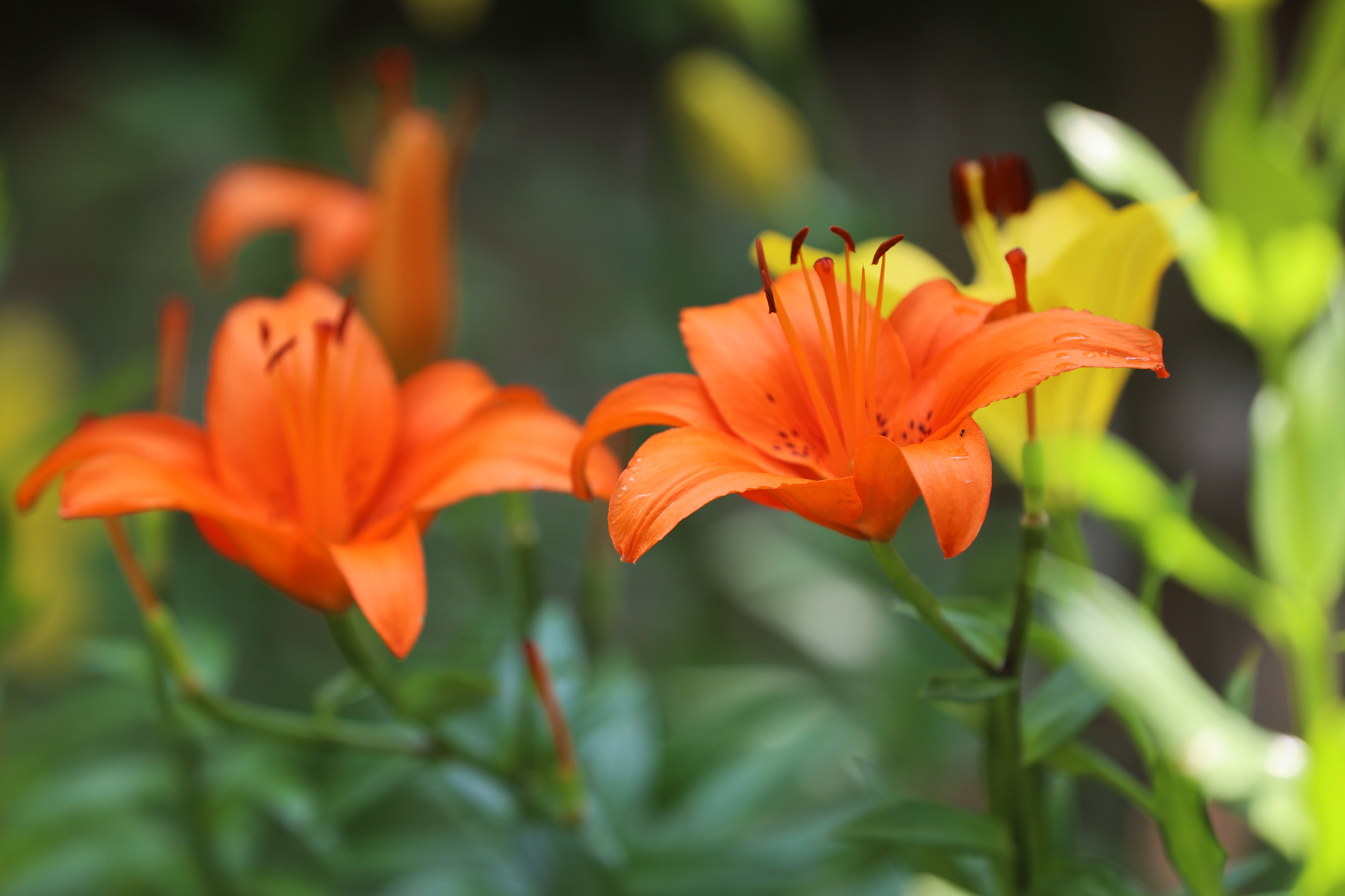 鸟禽鸣唱 山清水秀！济南红叶谷里乐度夏日时光