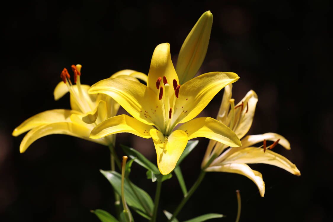 鸟禽鸣唱 山清水秀！济南红叶谷里乐度夏日时光