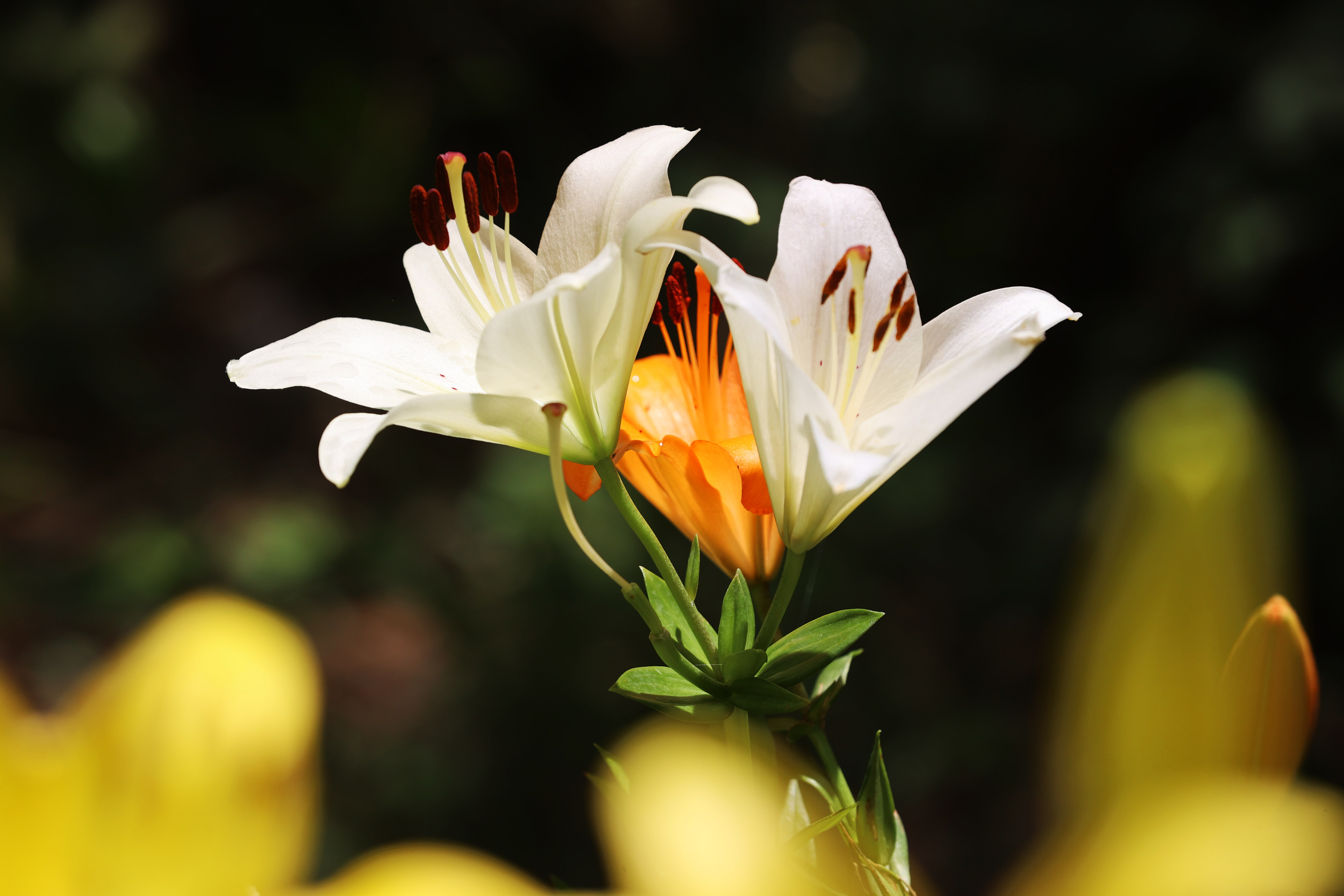 鸟禽鸣唱 山清水秀！济南红叶谷里乐度夏日时光