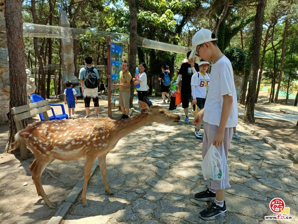 浑水摸鱼 抓泥鳅……济南这个高山景区成网红避暑打卡地！