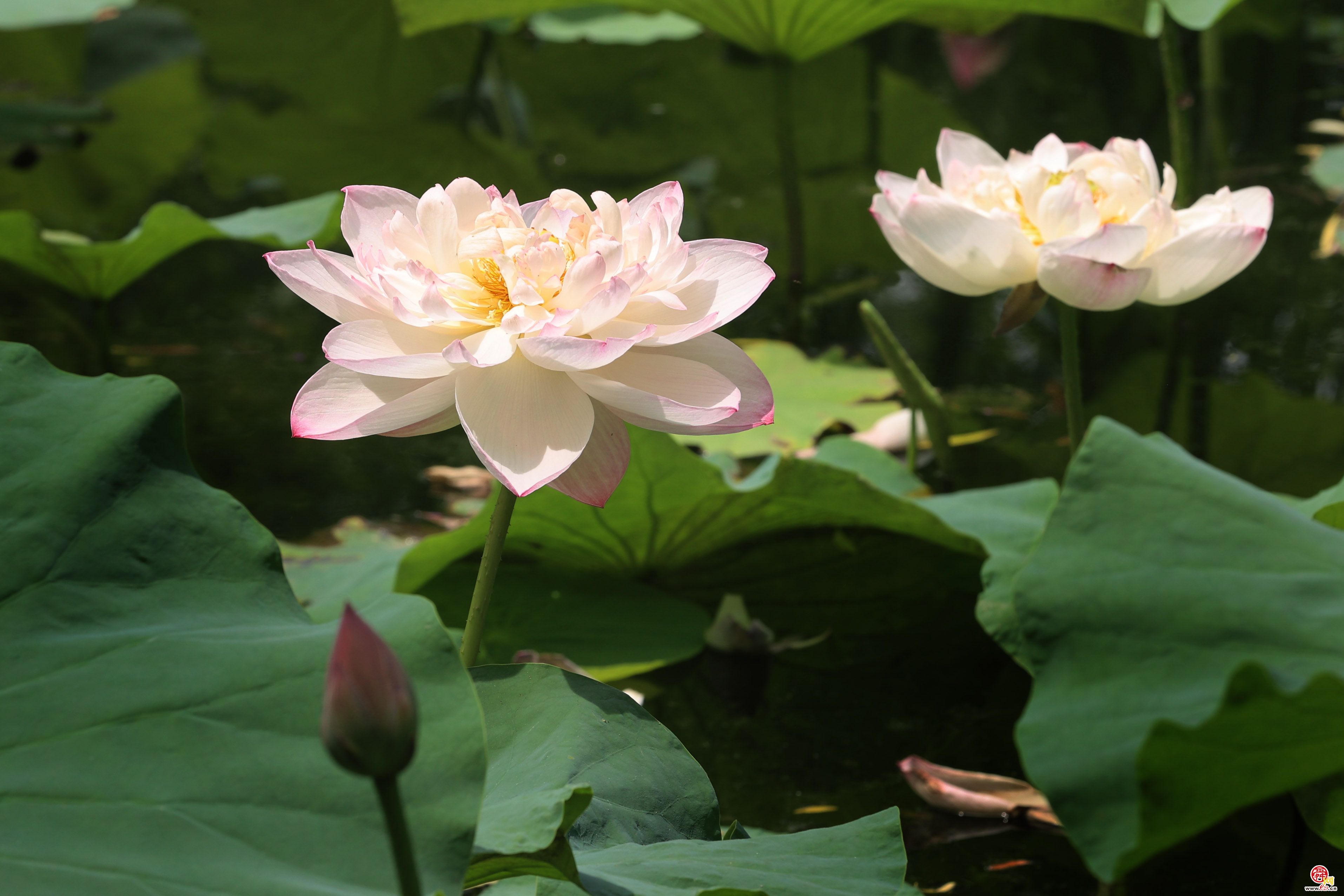 荷花绽放，美在当“夏”!快来与“荷”相约 尽享美好