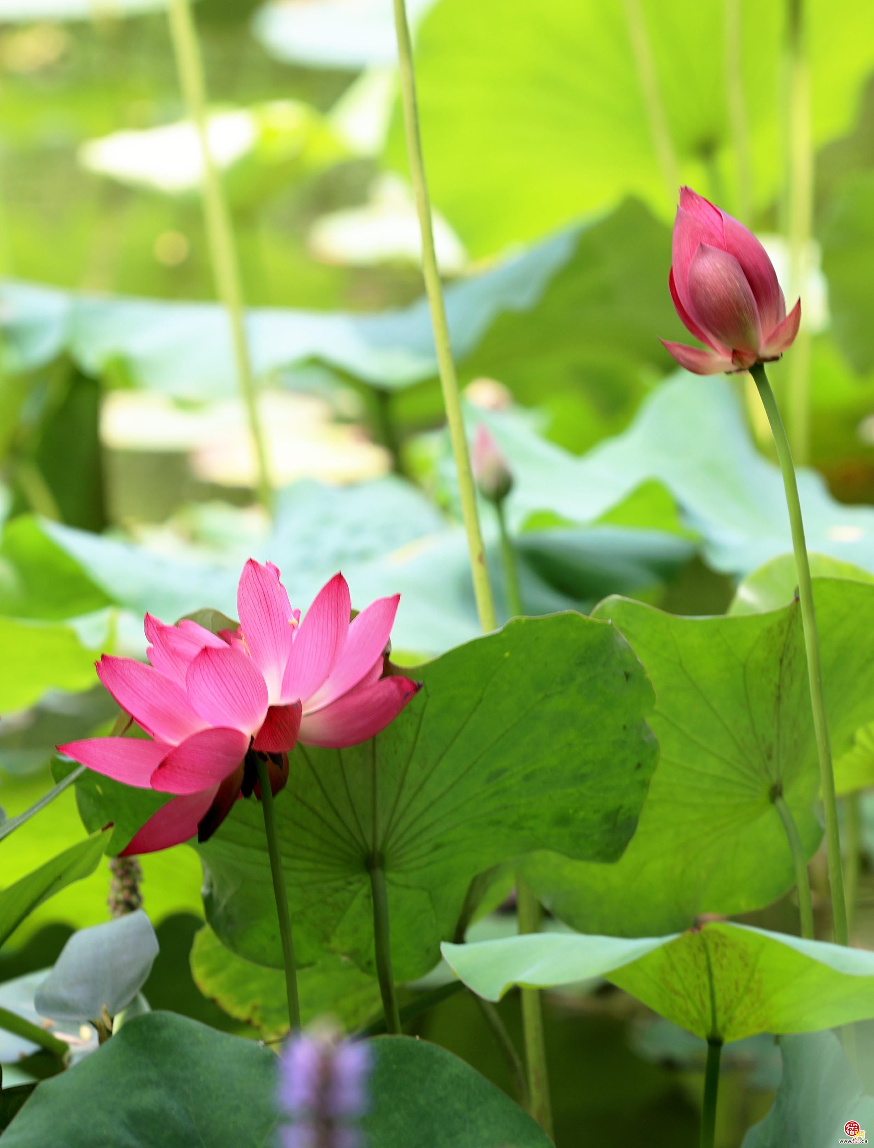 荷花绽放，美在当“夏”!快来与“荷”相约 尽享美好