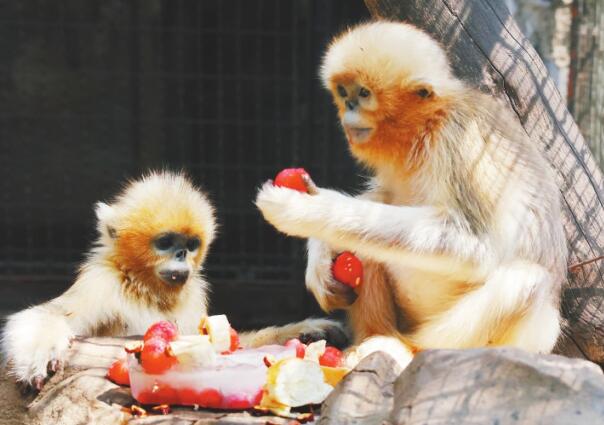 Goldstumpfnasenaffe der Jinan Zoo feiert seinen 2. Geburtstag