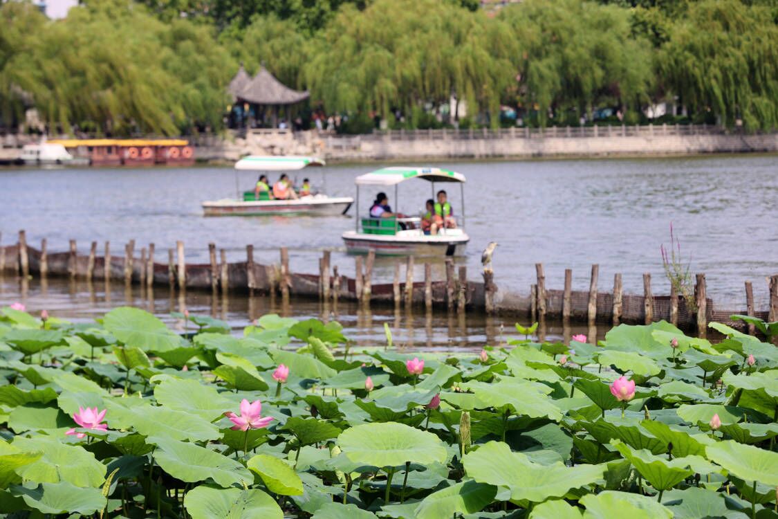 大明湖畔荷花初绽放，济南市花经济如何出圈？