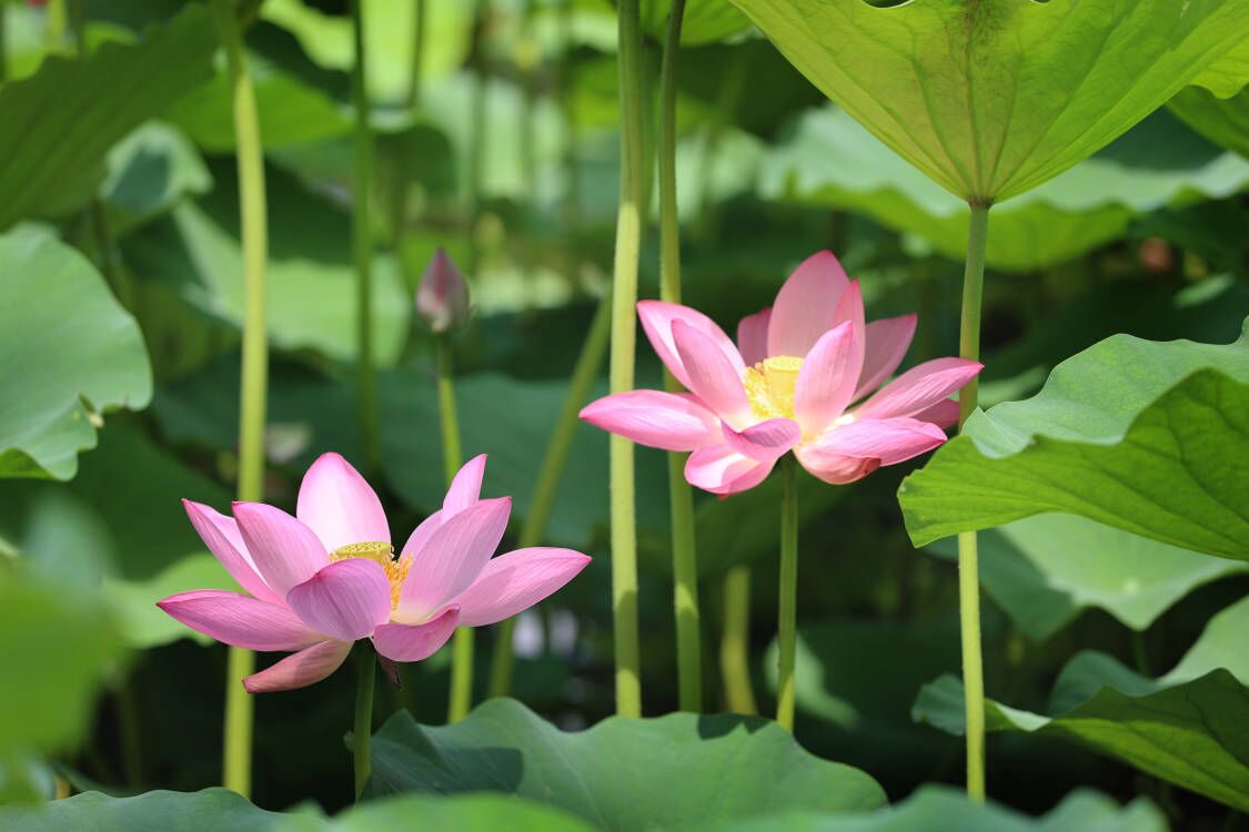 大明湖畔荷花初绽放，济南市花经济如何出圈？