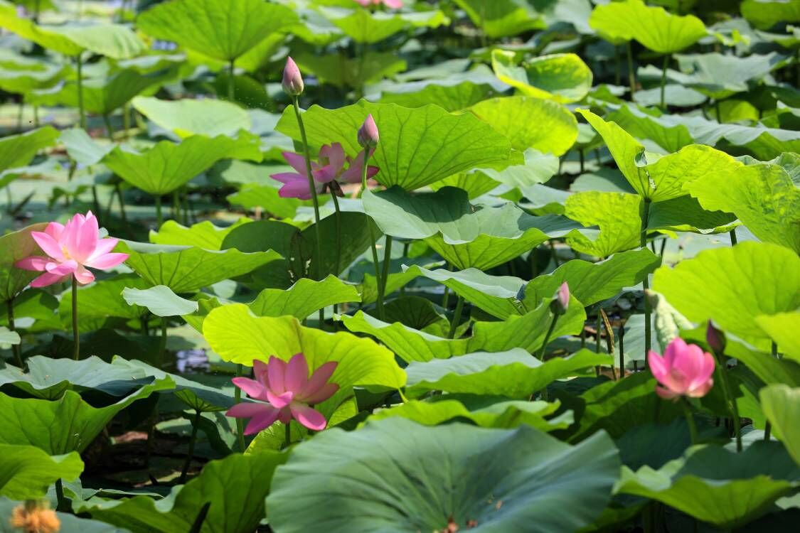 大明湖畔荷花初绽放，济南市花经济如何出圈？
