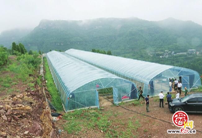 山上建大棚种出草莓西红柿 “南山核桃”主产区探索发展“双产业”