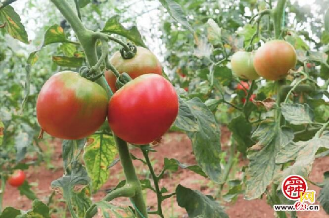 山上建大棚种出草莓西红柿 “南山核桃”主产区探索发展“双产业”