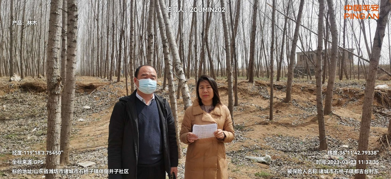 平安产险山东分公司：林木火灾险，助农防患于未“燃”