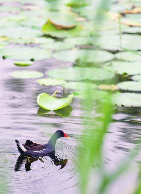 美在当“夏”云锦湖