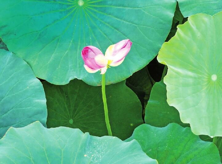 See You Again :Twin Lotus on One Stalk in Daming Lake