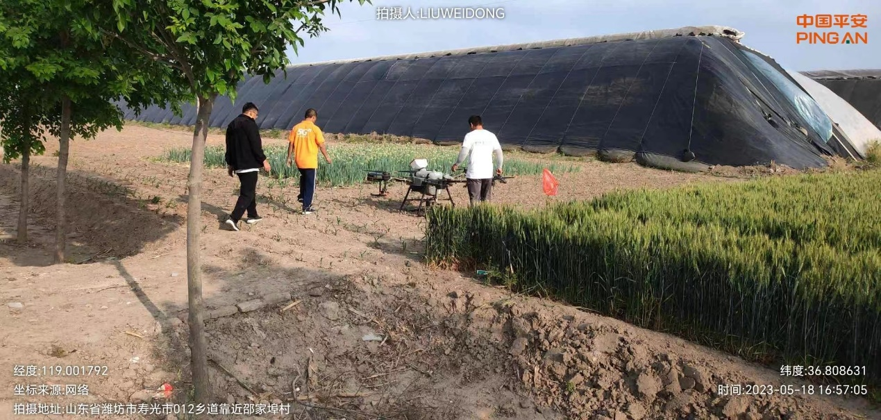 山东平安产险潍坊中支：农业保险为农业生产保驾护航