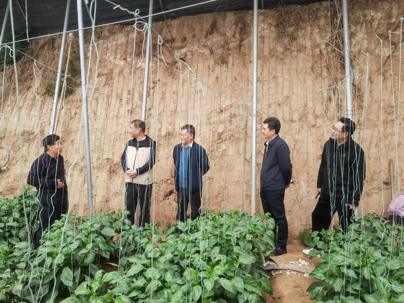 山东平安产险潍坊中支：农业保险为农业生产保驾护航