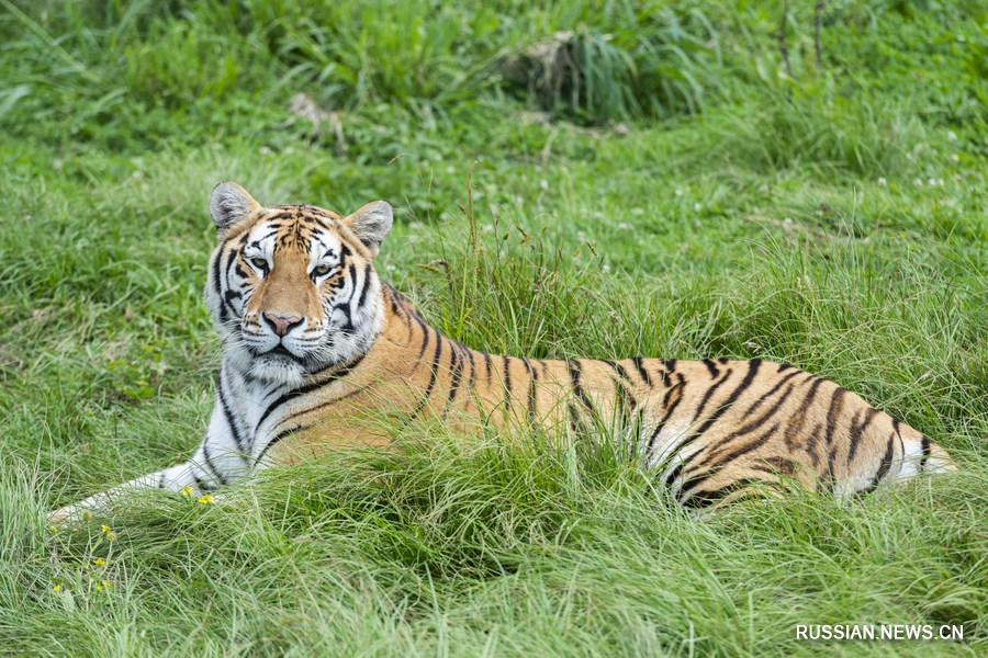 Инфракрасные камеры в лесном массиве на северо-востоке Китая запечатлели изображения маньчжурского тигра