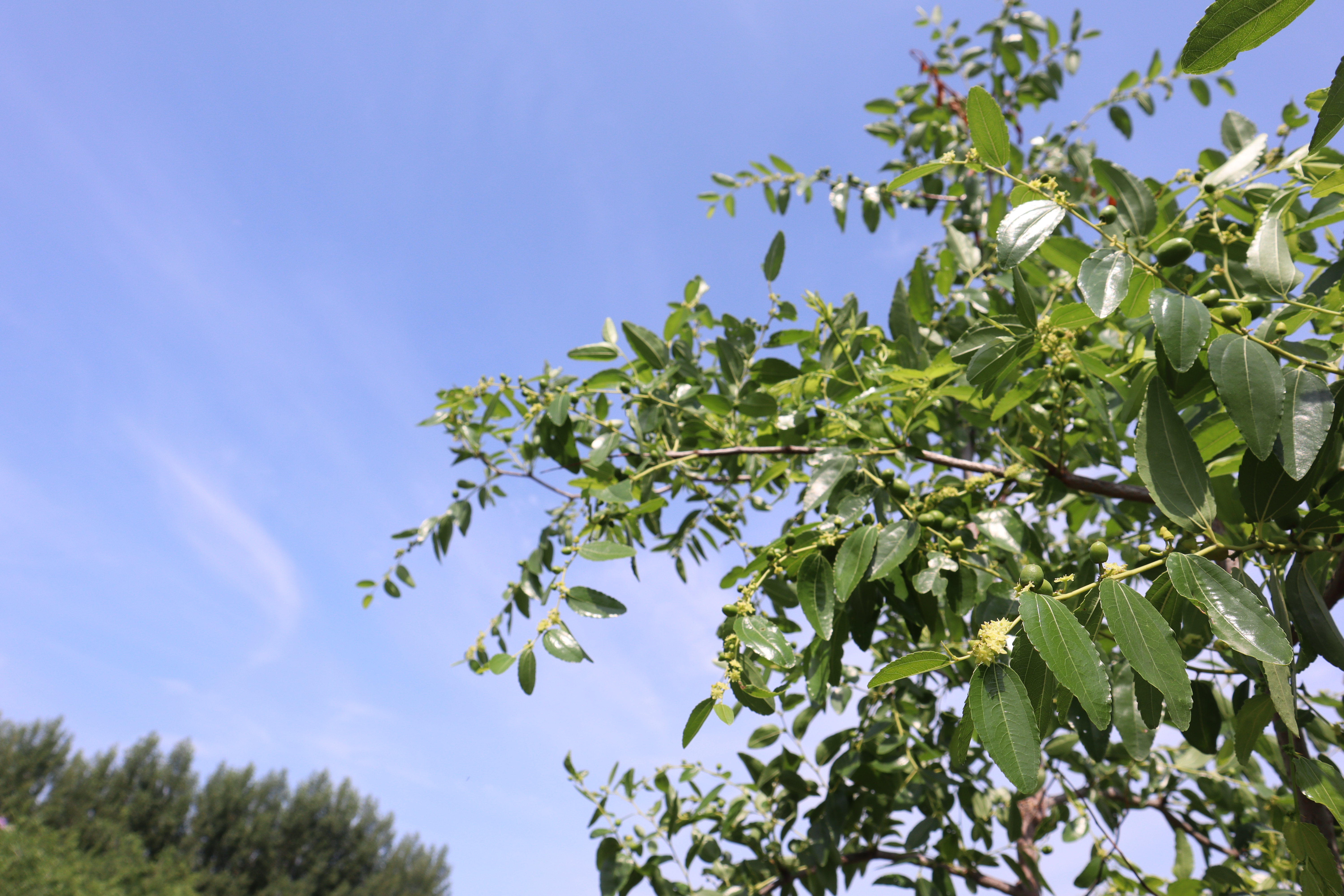 融媒·见证丨山巅飘来豆腐香！仅有99口人的小山村，怎样闯出振兴路？