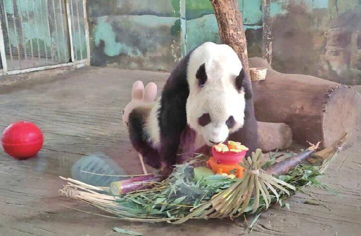 “萌宝”来袭！大熊猫“华奥”开16岁生日会