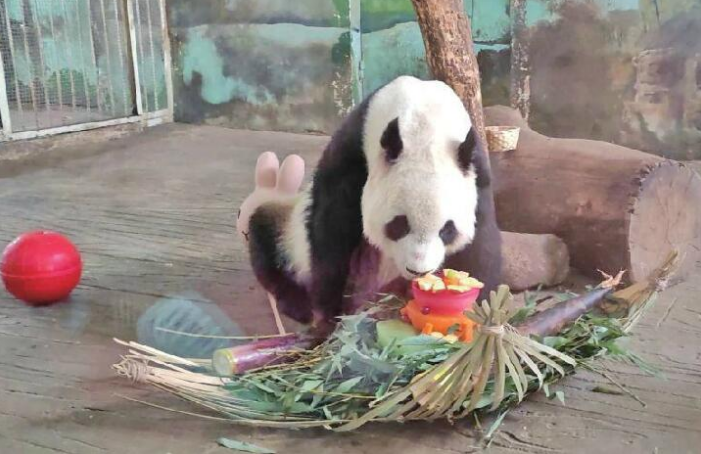 Panda “Hua Ao” feierte seinen 16. Geburtstag