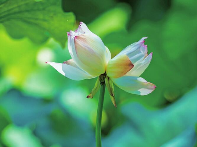 Wunderschön! Rosa Twin-Lotus blühen in der Quellstadt Park