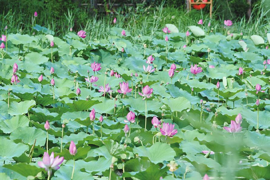 雨后芙蓉秀满塘