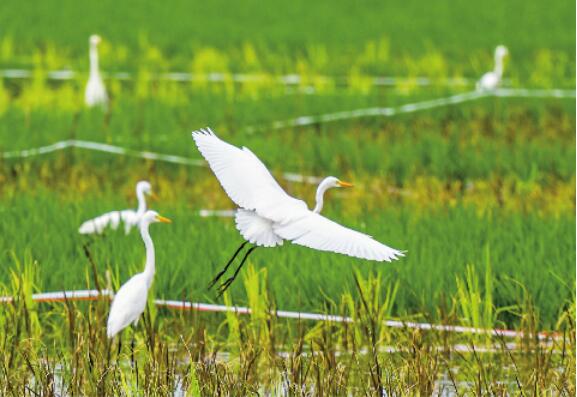 Ecological Garden Changes into Paradise as Egrets Arrive
