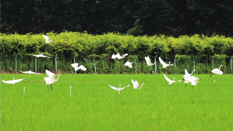 Плавающая птица летает над рисовым полем