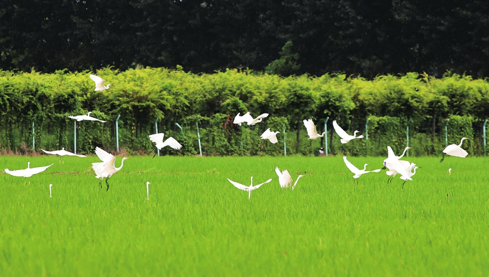 Wasservögel tanzen im Reisfeld
