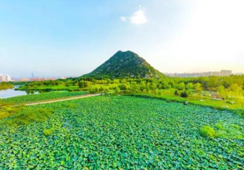 Attractive Lotus Field in Ji’nan Huashan Wetland Park