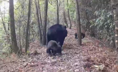 钱江源国家公园首次发现黑熊“一带二”带娃出门