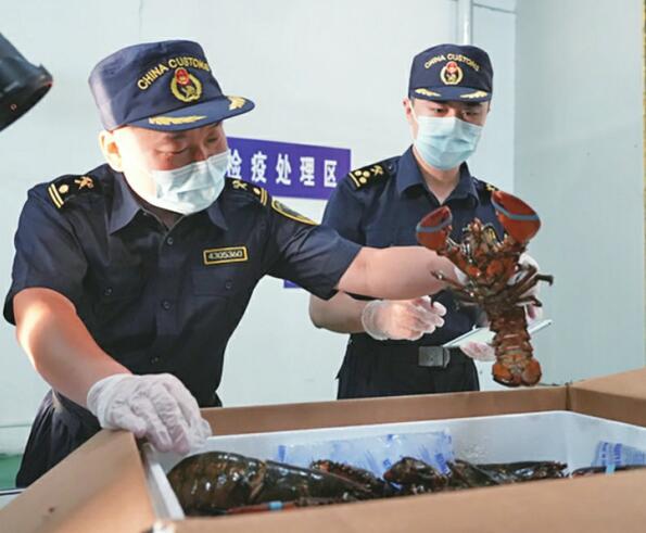 Innerhalb von 48 Stunden erreichen nordamerikanische Hummer die Esstische in Jinan