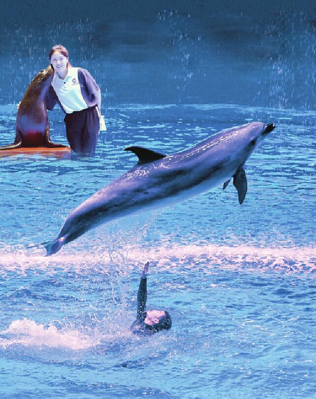 90后女驯兽师的7年:泡在20°C冷水中 驯过的海洋动物都成了家人