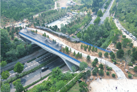 山東省初の「緑色生態橋」新たな姿が現れる