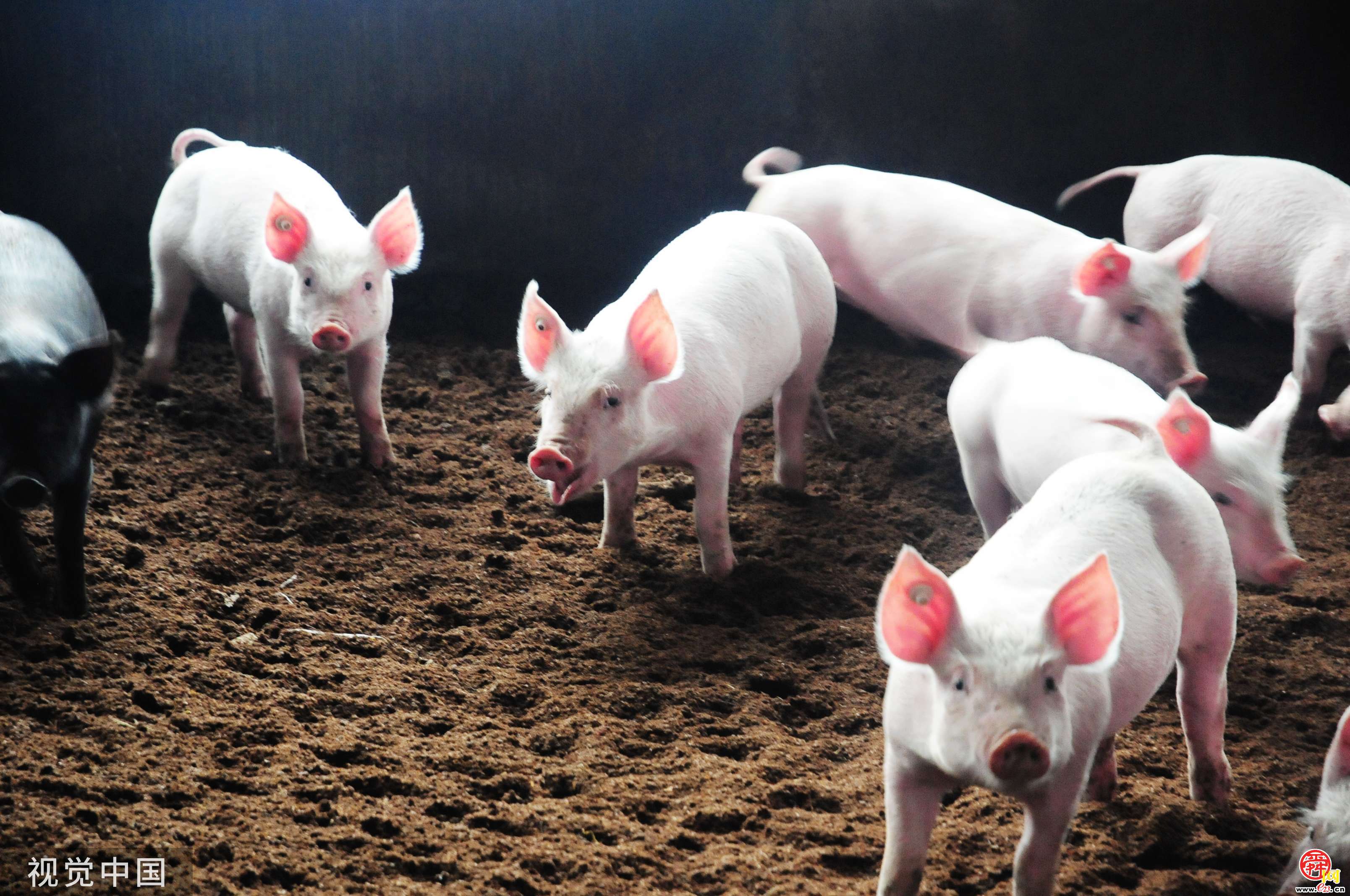 济南在全省率先试点开展“生猪目标价格保险” 每头猪投保21元，试点生猪半年后最高可获赔1750元